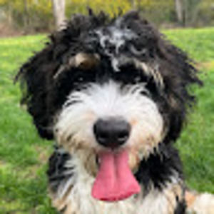 Meet your Posher, Devin